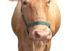 Cow5.jpg